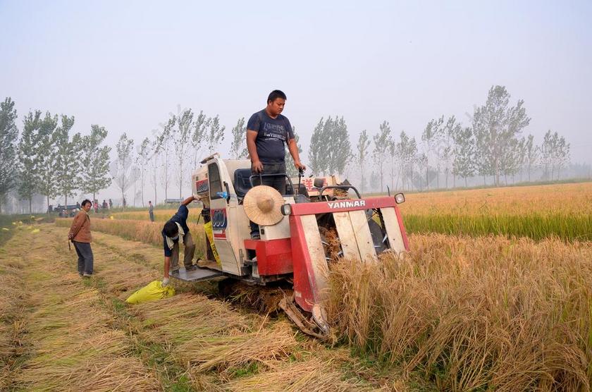 收获 水稻 陈桥