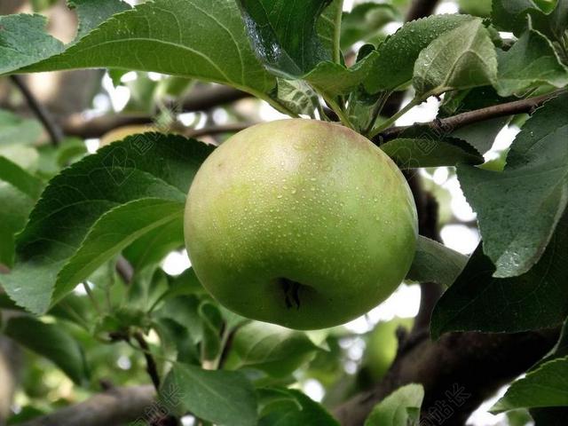 性质 苹果在树枝上 青苹果 水果