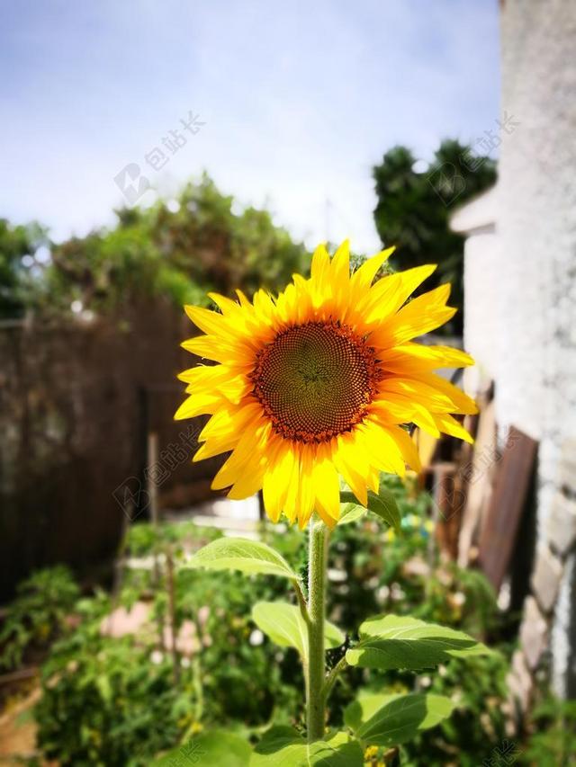 性质 花园 绿色 草坪 大自然 生活 进化 花 鲜花 春