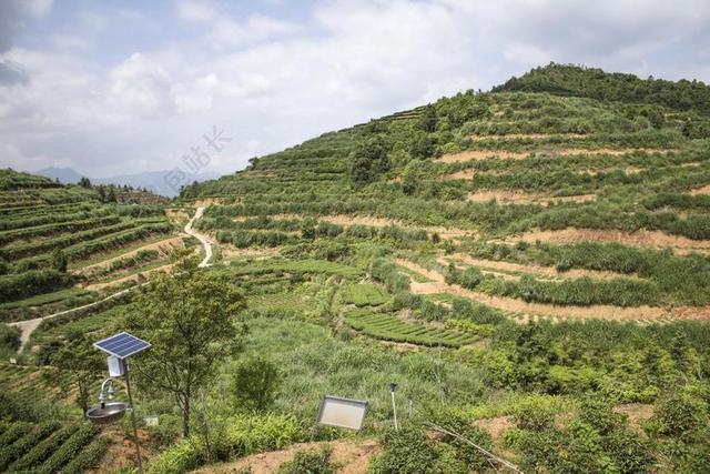 安溪铁观音 高山茶园 生态茶园