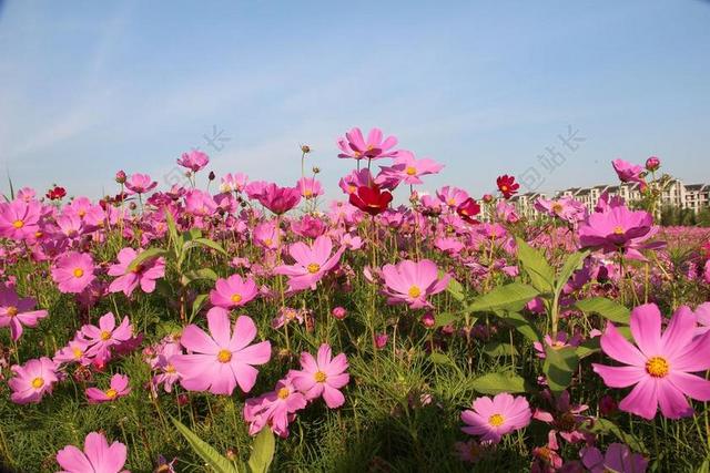风景 花 春天