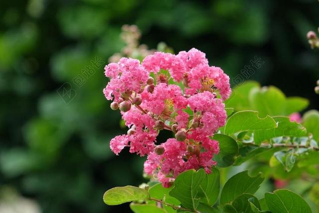 花 紫微花 百日花 紅色 紫微樹