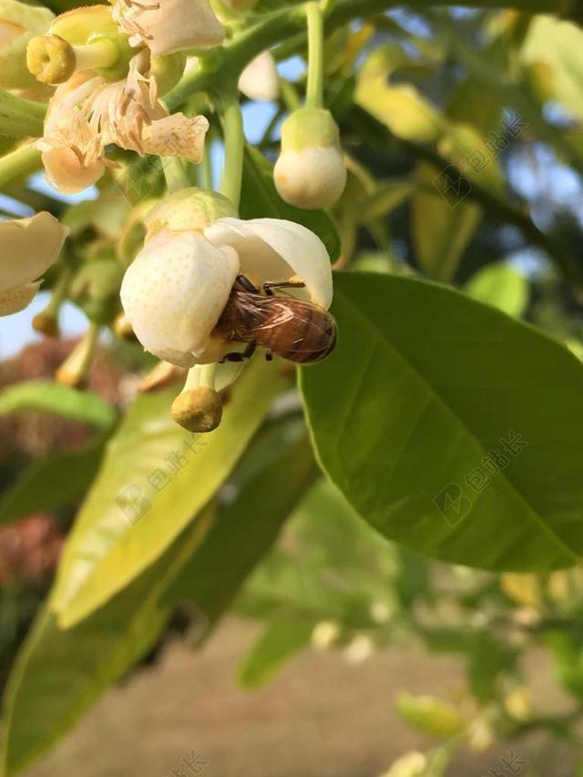 蜜蜂 柑橘 花 食品 自然 有机 柠檬 水果 健康 橙色