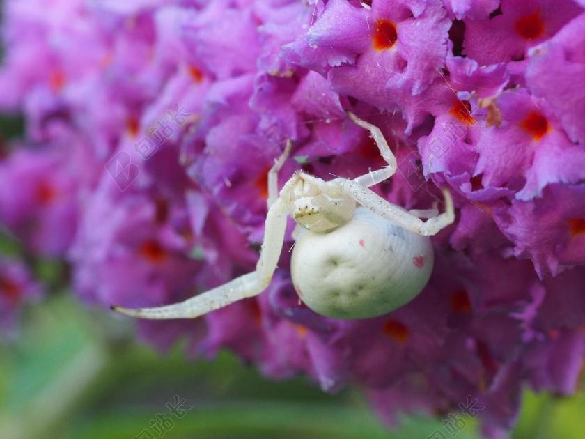 DORSATA 蜘蛛 性质 宏 油然而生 白蜘蛛 一枝黄花蟹蛛