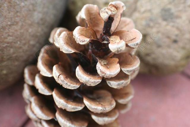松果 自来水 松 森林 圣诞节 针分支