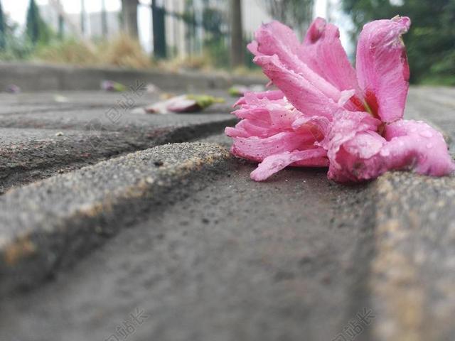 落花 落红 颓废 寂寥 伤感