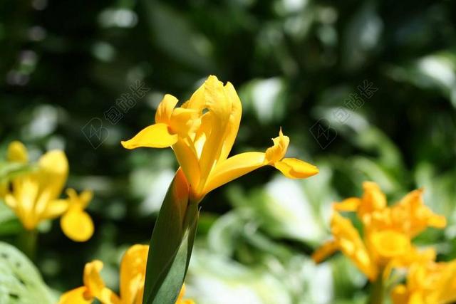 黄色标志的虹膜 黄菖蒲 绿色 春 花 水华 鲜花 水热爱