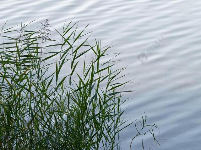 芦苇 性质 性质芦苇 植物 水 沼泽 厂 植被