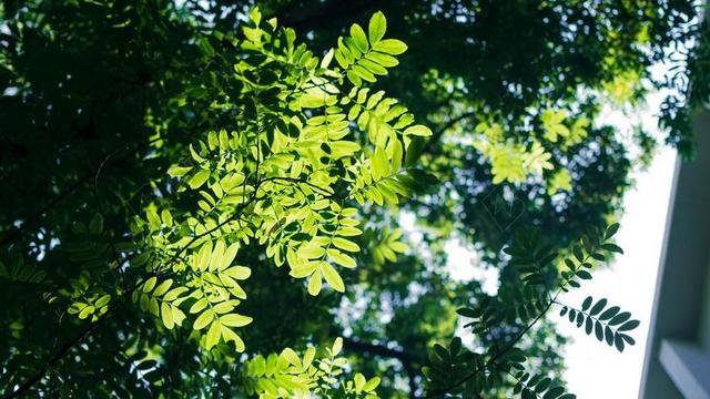 光影 德味 树荫