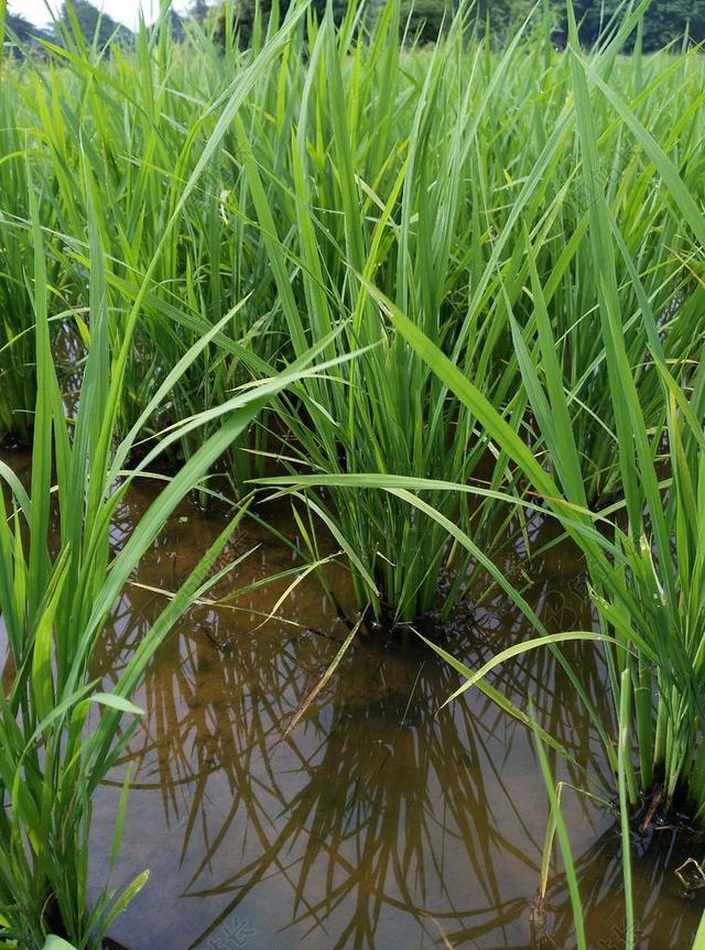 稻田 原野 农场土地 农业 植物 食品 人工林 水稻 有机