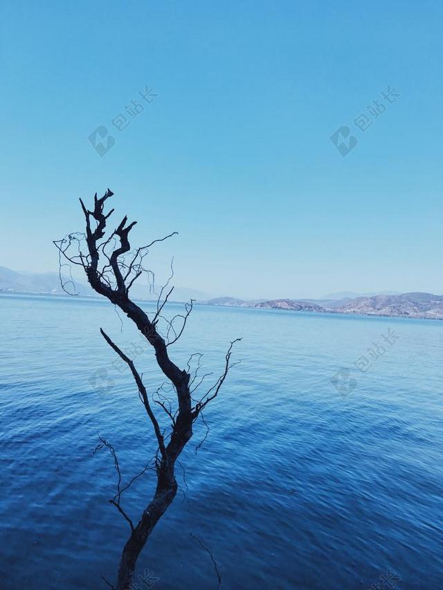 洱海 云南 双廊 枯树
