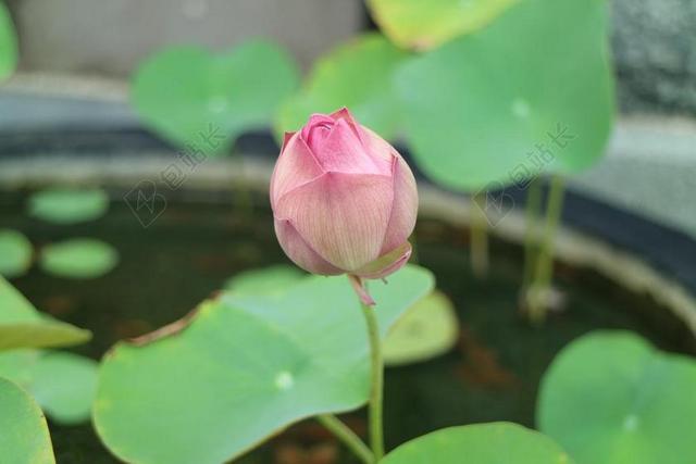 蓮藕 蓮花 蓮