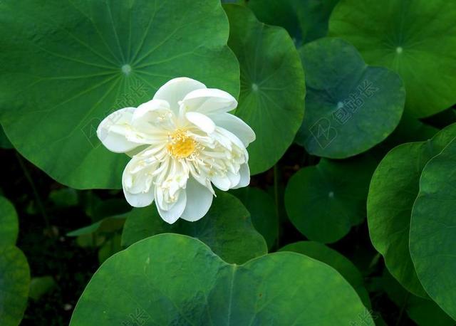 荷花 白莲 越南