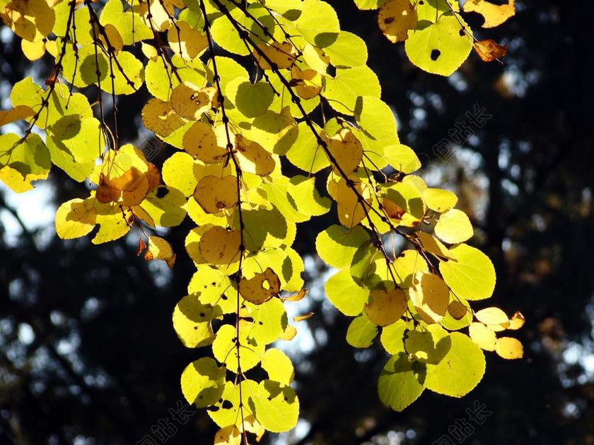 摄影唯美秋天的树叶背景图片