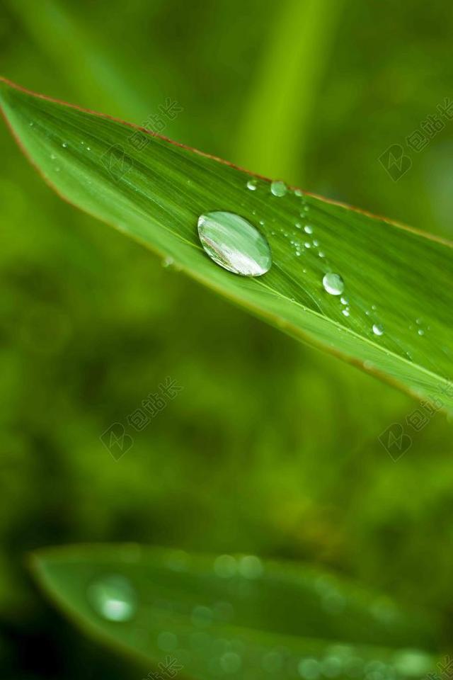 粽叶 植物 葉子 水滴
