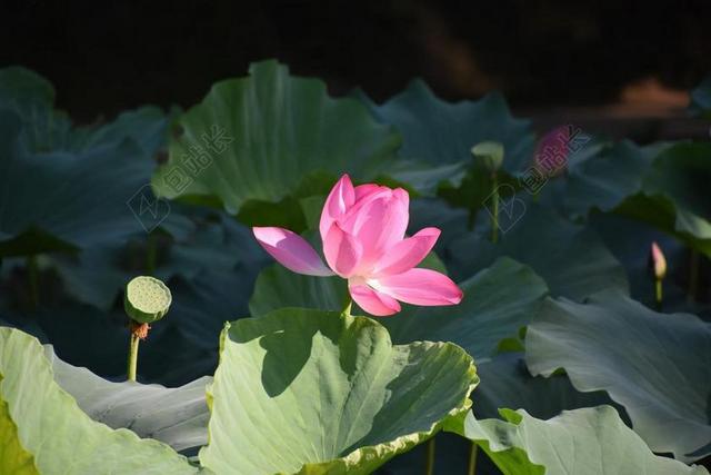 荷花 特写 圆明园 夏天 荷花池 阳光 盛开 花卉 粉色