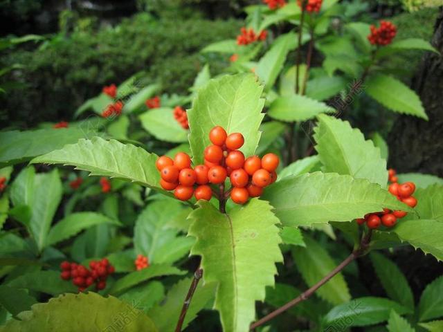 草珊瑚 植物 红果子 红色 满山香 观音茶 九节花 接骨木