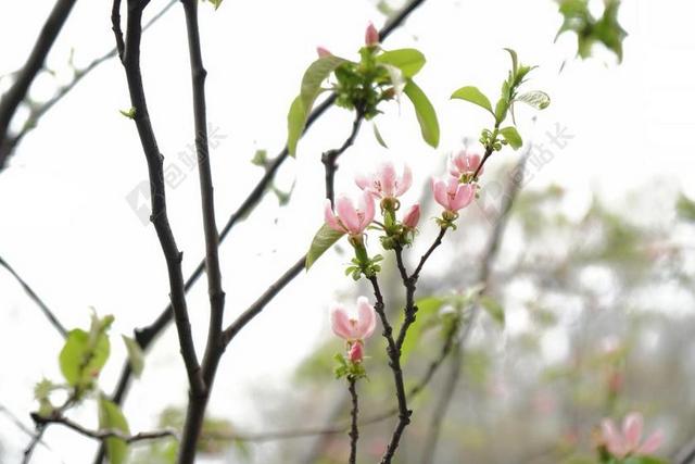 花 植物 春色