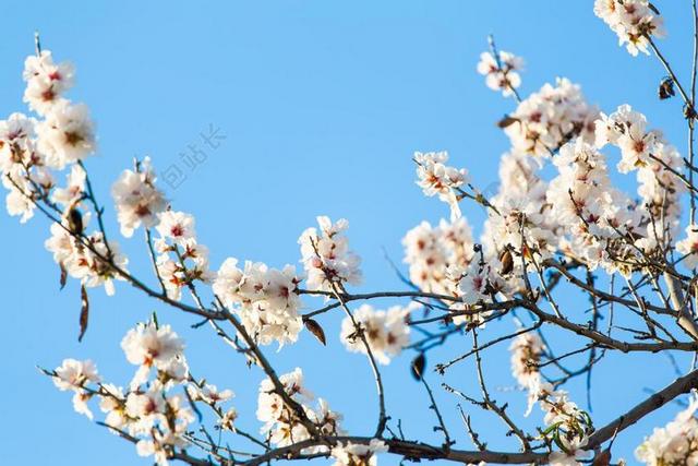 杏仁树 树 蓝色 白 天空 花 鲜花 春 分支机构 罗莎