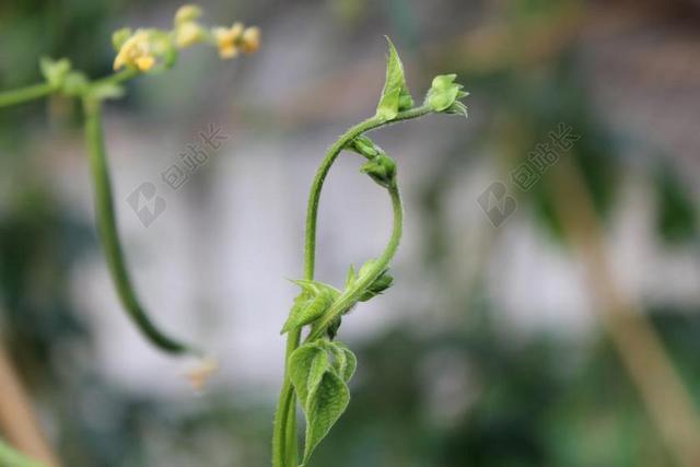豆角花 绿色 蔬菜