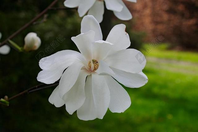 木兰 白玉兰 玉兰花 性质 白 特写 春 白花 大花