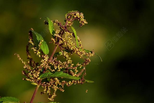 BRENNESSEL 野草 性质 荨麻 草药 野生中草药 绿色