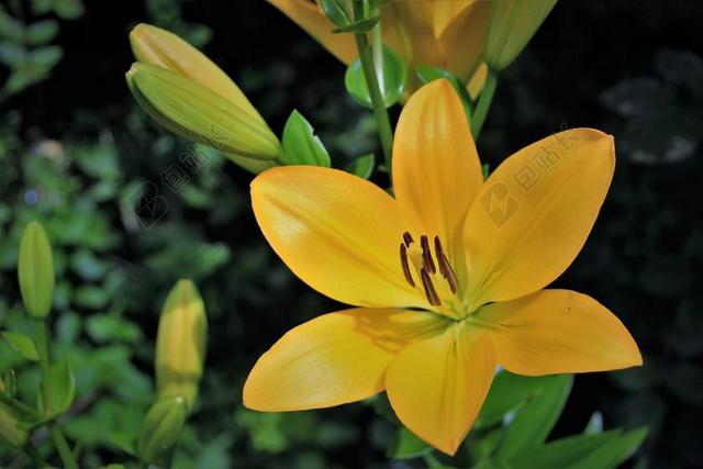 百合 花卉 一朵黄色的花 性质 花园 夏季 黄色的花朵 特写