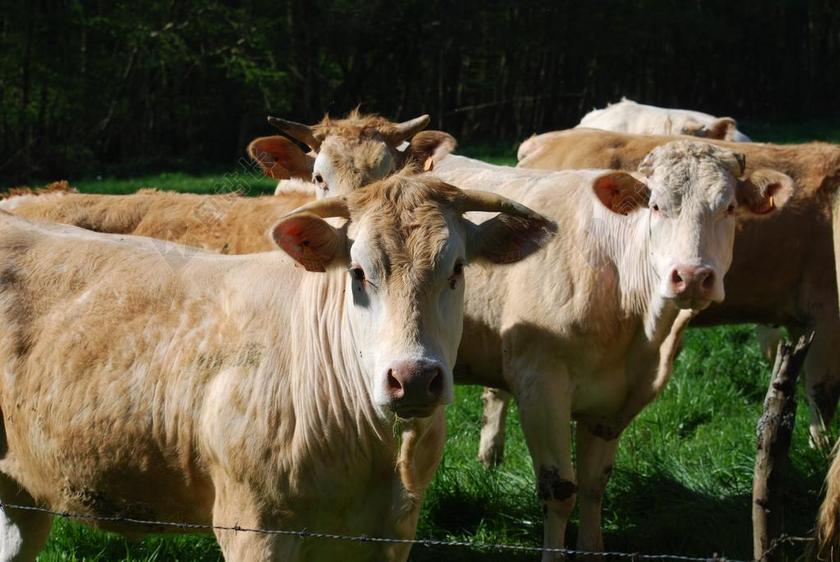 母牛 阿基坦大区的金发女郎 牛群 场 农业 牛 头 动物