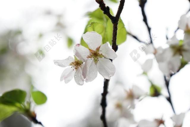 武汉 樱花 武大