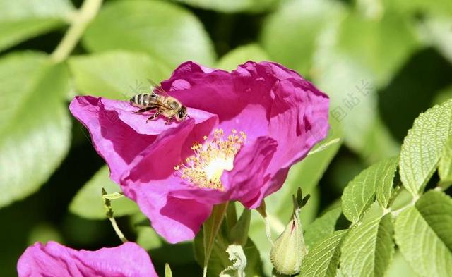 动物 蜜蜂 昆虫 性质 花蜜 花粉 蜂蜜 收集蜂蜜 觅食