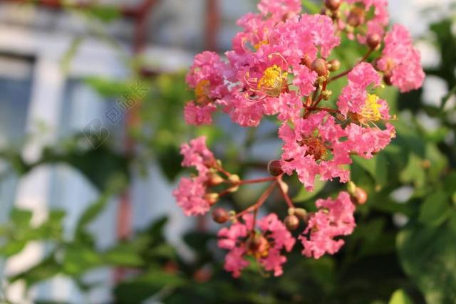 清晨 紫薇花 花