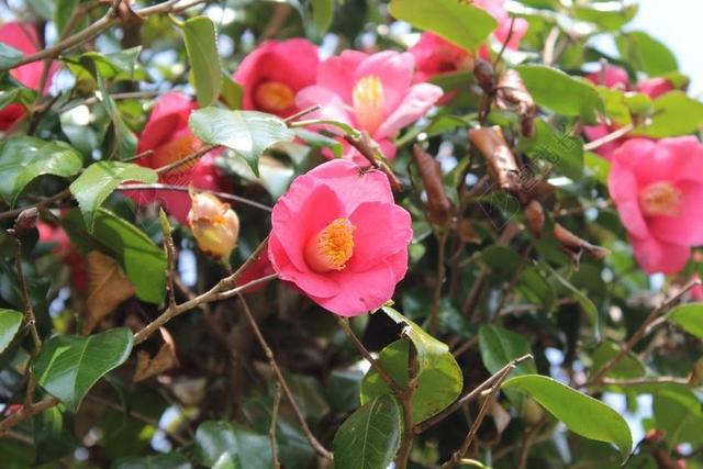 茶花 山茶花 花