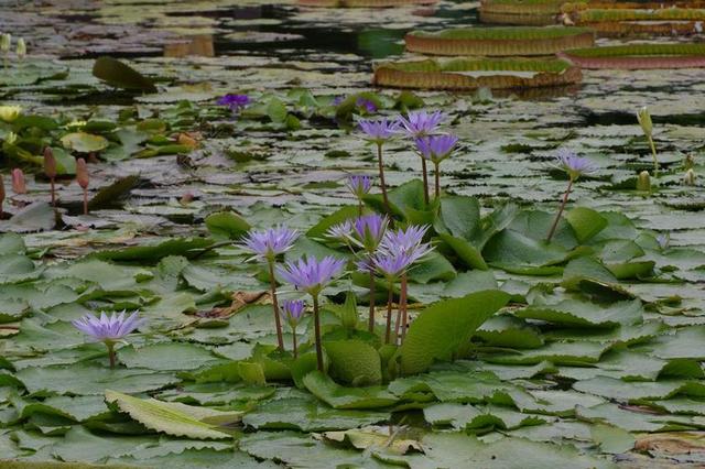 睡莲 池塘 水 水生植物 紫 游泳 花园池塘 性质 叶子