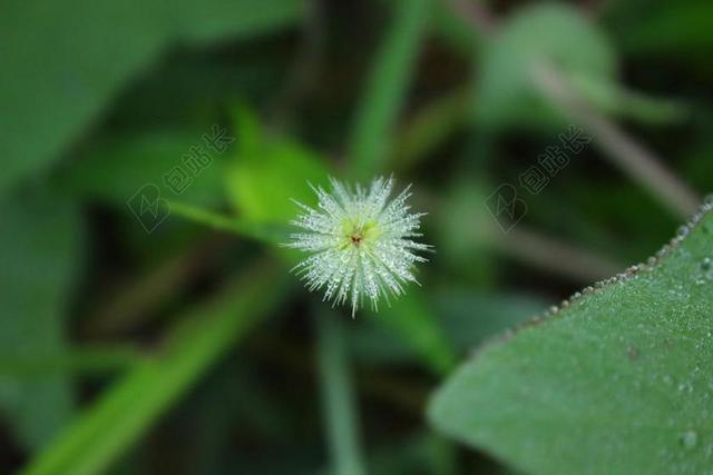 狗尾巴草 植物 绿色 水珠 清晨 对称