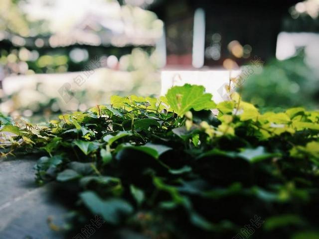 荷花 园林 植物 苏州
