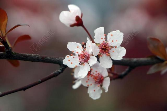 春天 花 李花