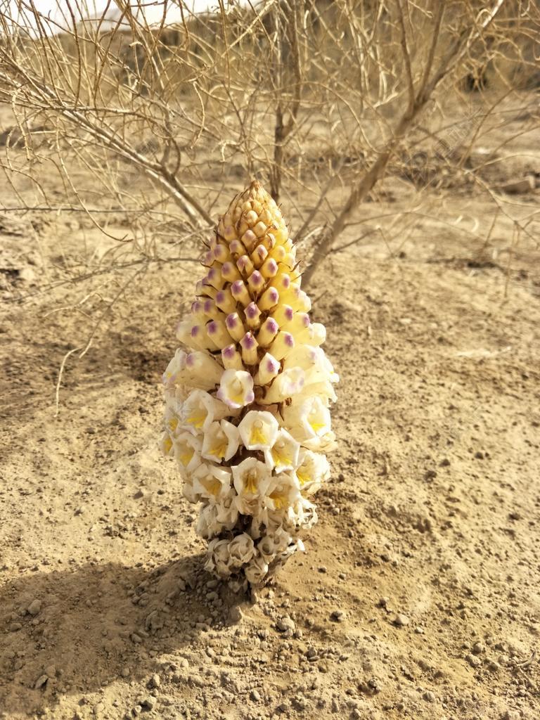 梭梭 肉苁蓉 黄土高原