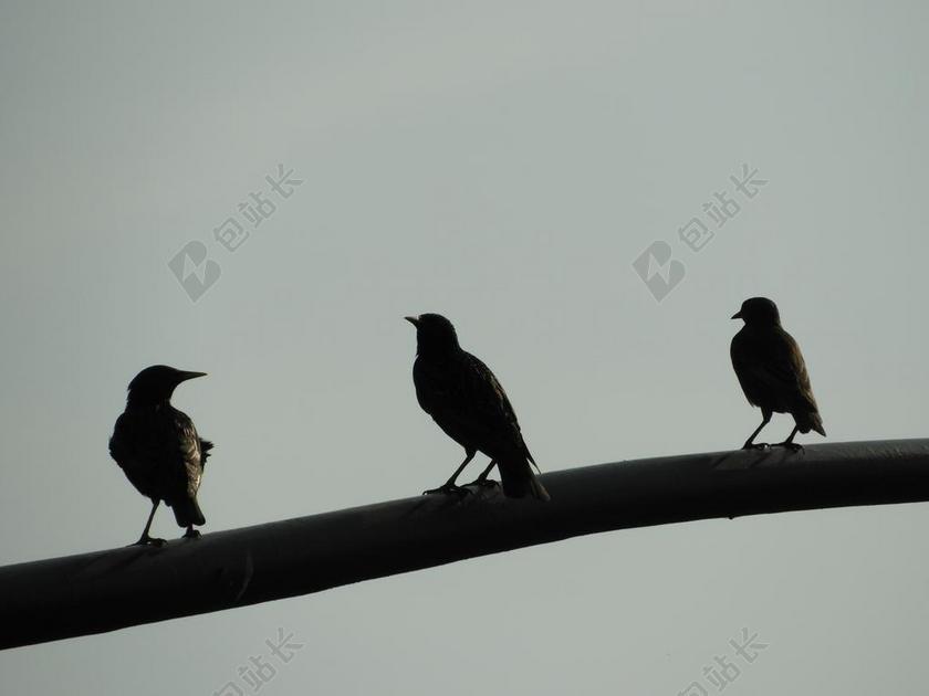 早上 鸟类 日出 MORGENSTIMMUNG 天空 鸟