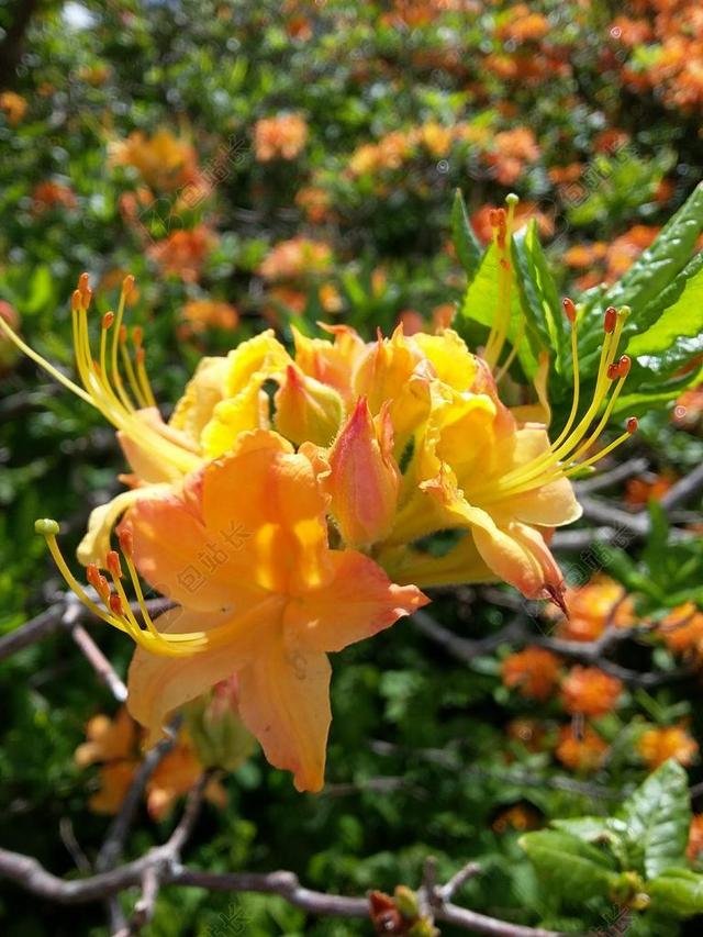 黄色的杜鹃花 黄色花 春 开花 罗恩山 花