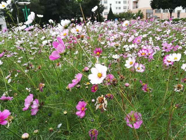 花 花海 校园 波斯菊 秋英 美
