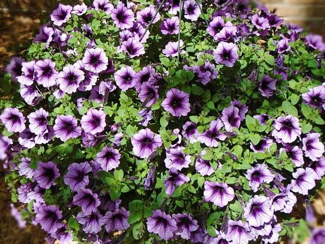 凤仙 花 植物 花园 春 紫罗兰色 园艺 花的 自然 夏天