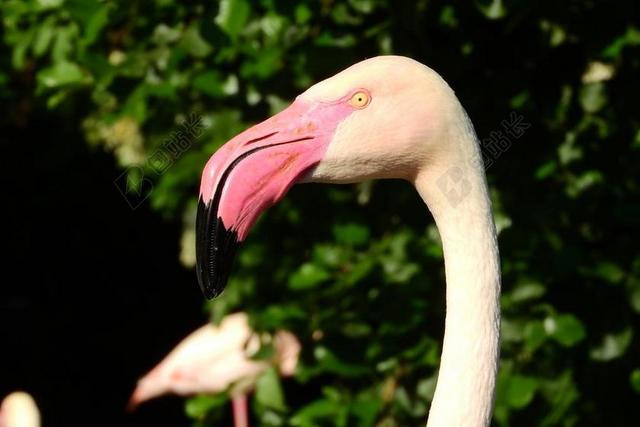 火烈鸟粉红色 PHOENICOPTERUS花 火烈鸟 喙 头 肖像