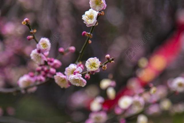 梅花 无锡 梅园 短焦特写 花