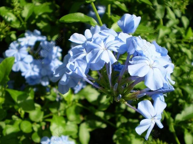 花天 茉莉的天空 茉莉花 香味