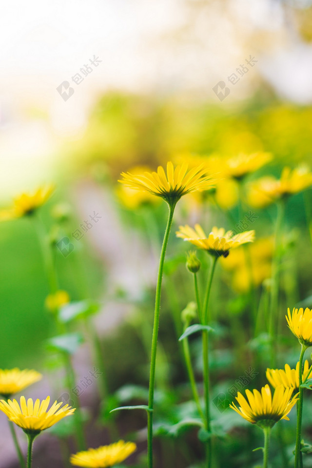 春天清新鲜花草地图片