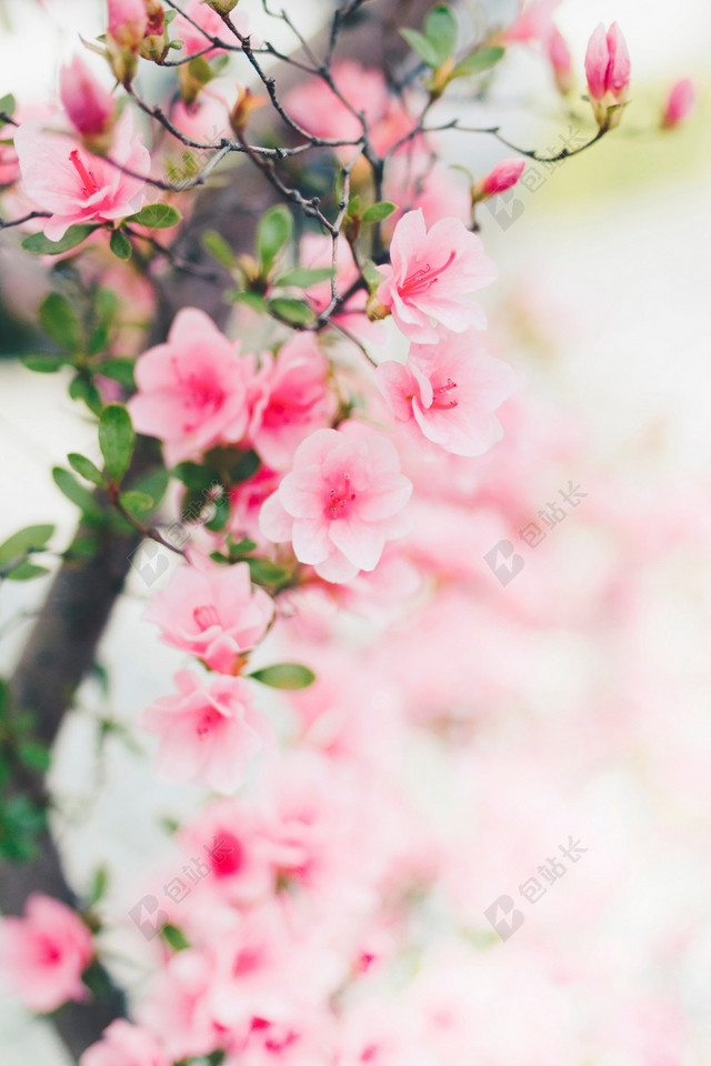 春天清新鲜花草地图片