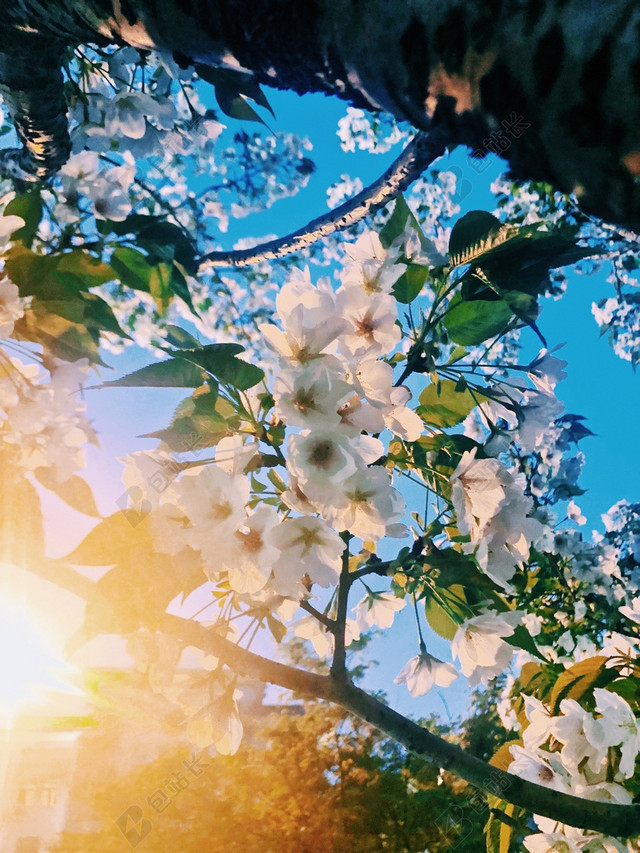 春天清新鲜花草地图片