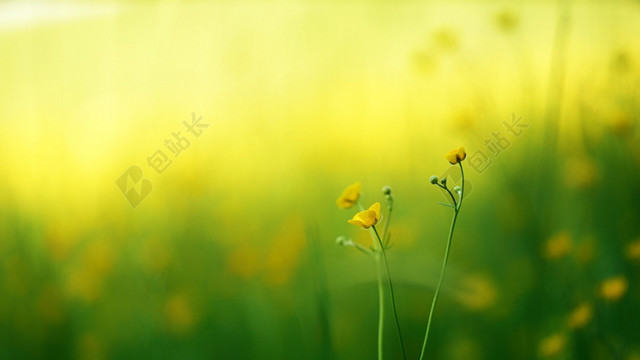 春天清新鲜花草地图片