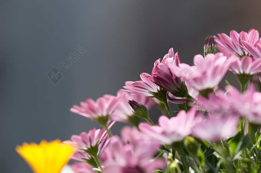 春天清新鲜花草地图片