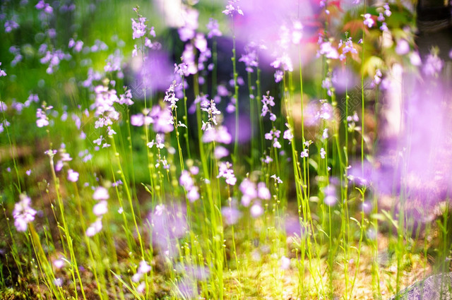 春天清新鲜花草地图片